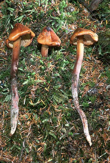 Phaeocollybia kauffmanii